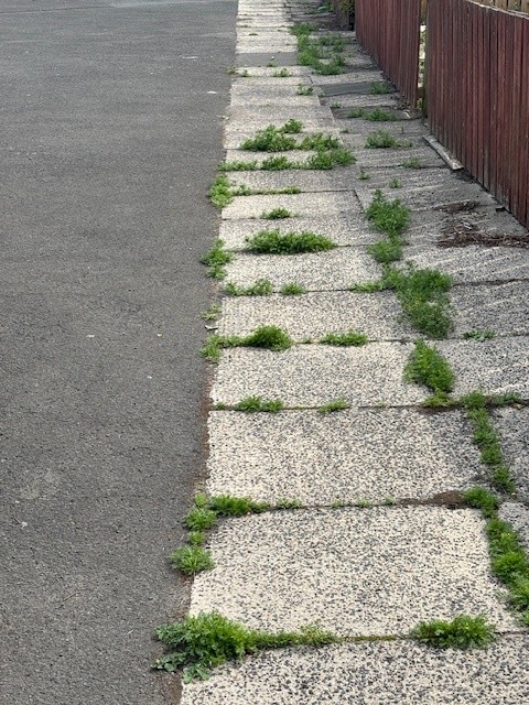 Blyth Sees Intensified Weed Control Efforts Through Council Collaboration